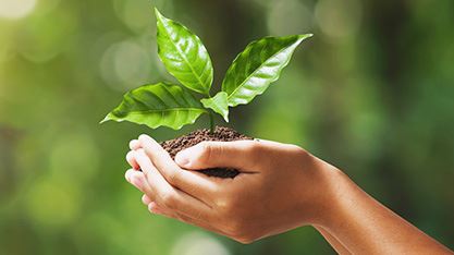 hands holding a plant in dirt
