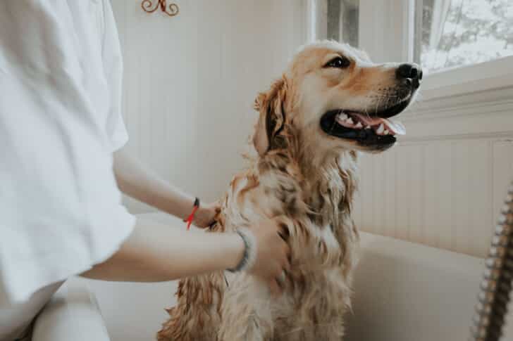 Dog getting a bath.
